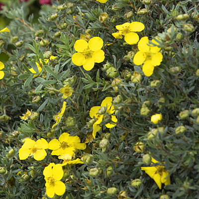 Potentilla f. 'CheeseHead'