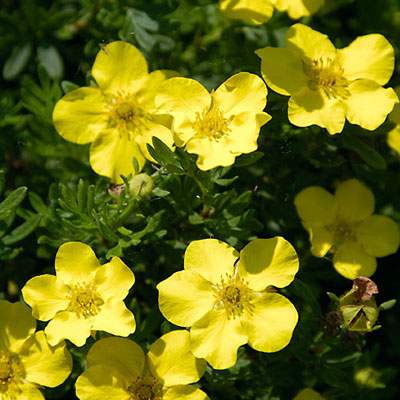 Potentilla f. 'Dakota Sunspot'