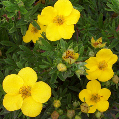 Potentilla f. 'Goldfinger'