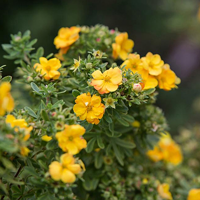 Potentilla f. 'Marmalade'