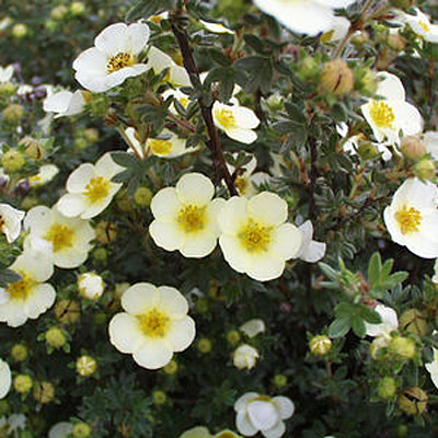 Potentilla f. 'Primrose Beauty'
