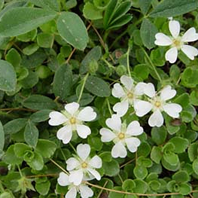 Potentilla tridentata