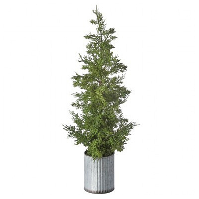 Cedar Plant - Galvanize Potted Natural Green