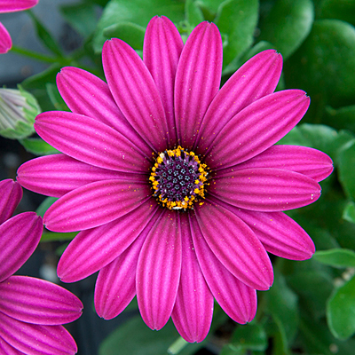 Osteospermum 'FlowerPower Compact Purple'