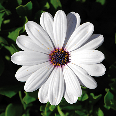 Osteospermum 'FlowerPower Compact White'