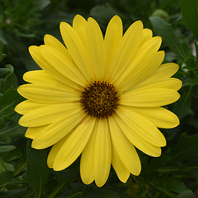 Osteospermum 'FlowerPower Compact Yellow'
