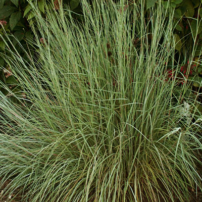 Schizachyrium s. 'Prairie Blues'