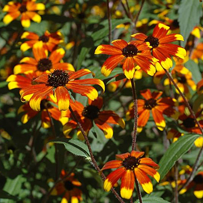 Rudbeckia triloba 'Prairie Glow'