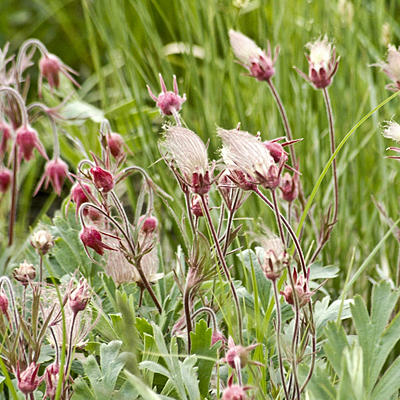 Geum x 'Prairie Smoke'