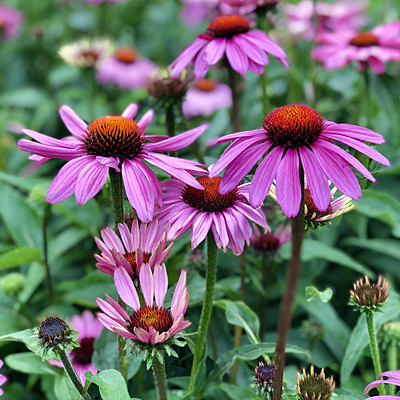 Echinacea p. 'Prairie Splendor'