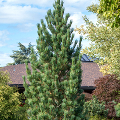 Pinus ce. 'Prairie Statesman'