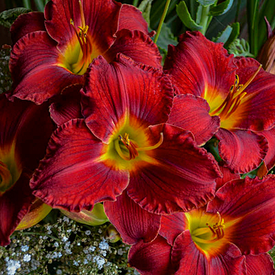 Hemerocallis 'Prairie Wildfire'