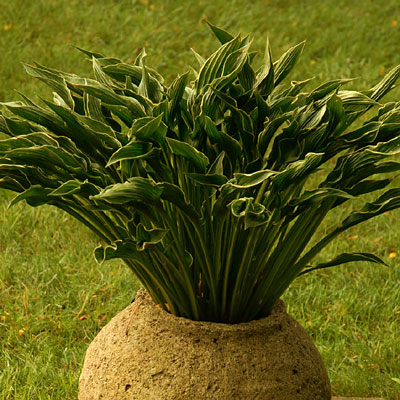 Hosta 'Praying Hands'