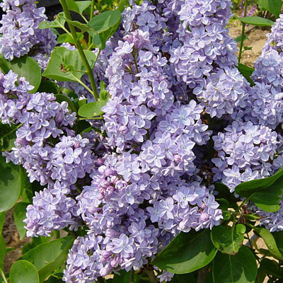 Syringa v. 'President Grevy'