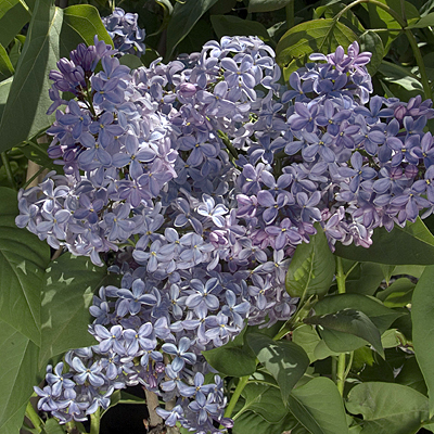 Syringa v. 'President Lincoln'