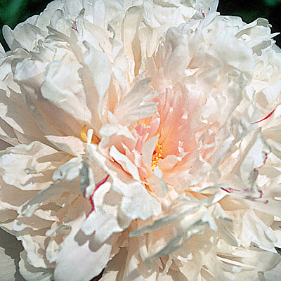 Paeonia l. 'President Taft'