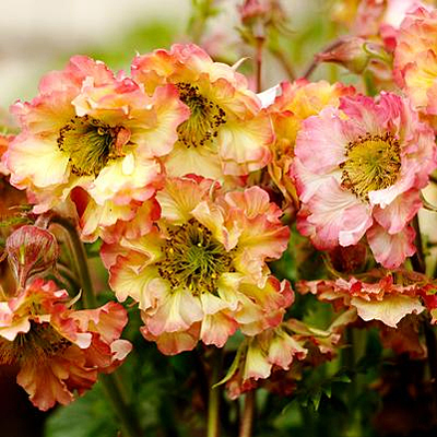 Geum x 'Pretticoats Peach'