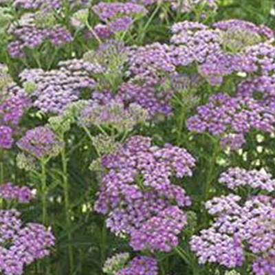 Achillea m. 'Pretty Belinda'