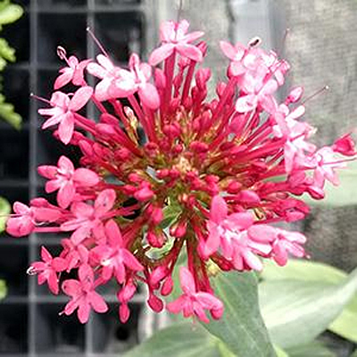 Centranthus ruber 'Pretty Betsy'