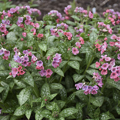 Pulmonaria x 'Pretty in Pink'