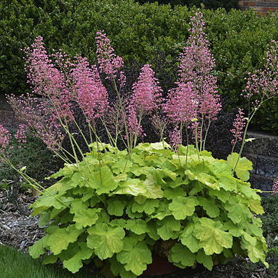 Heuchera x 'Pretty Pistachio'