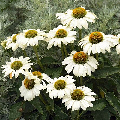 Echinacea x 'The Price is White'