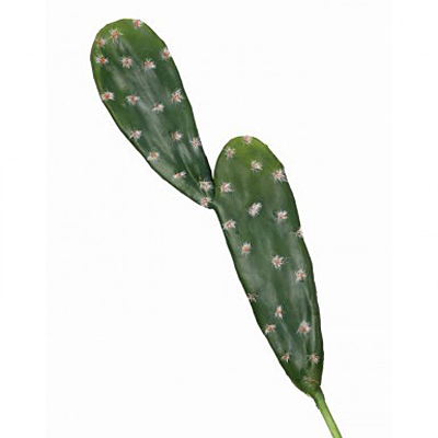 Cactus - Prickly Pear