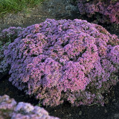 Sedum x 'Pride and Joy'