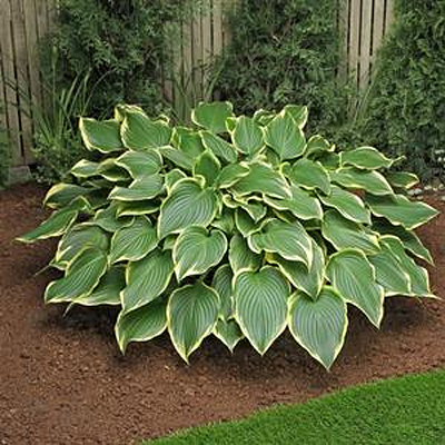 Hosta 'Prima Donna'