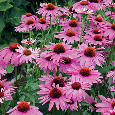 Echinacea p. 'Primadonna Deep Rose'