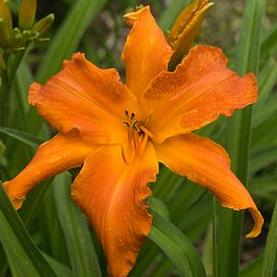 Hemerocallis 'Primal Scream'