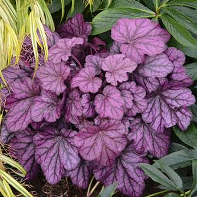 Heuchera x 'Primo Wild Rose'