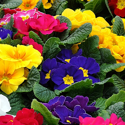 Primula acaulis