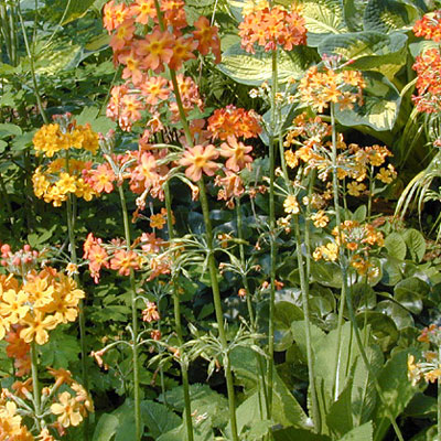 Primula x bulleesiana