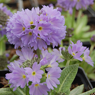 Primula denticulata