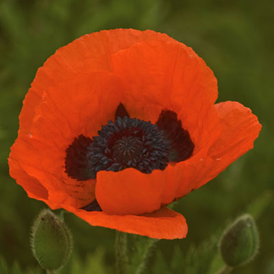 Papaver o. 'Prince of Orange'