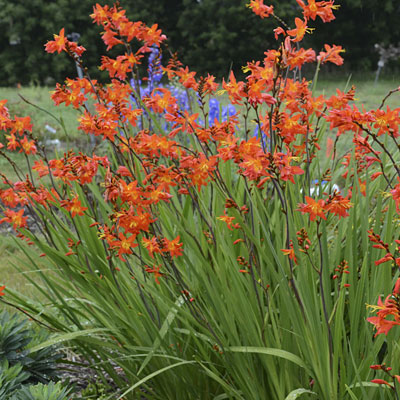 Crocosmia 'Prince of Orange'