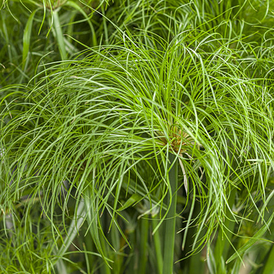 Cyperus 'Prince Tut'