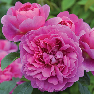 Rosa 'Princess Anne'