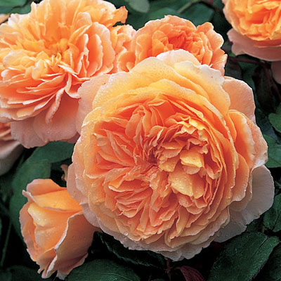 Rosa 'Crown Princess Margareta'