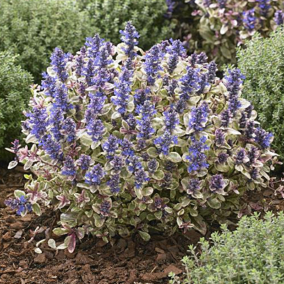 Ajuga x t. 'Princess Nadia'