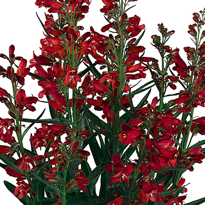Penstemon b. 'Pristine Scarlet'