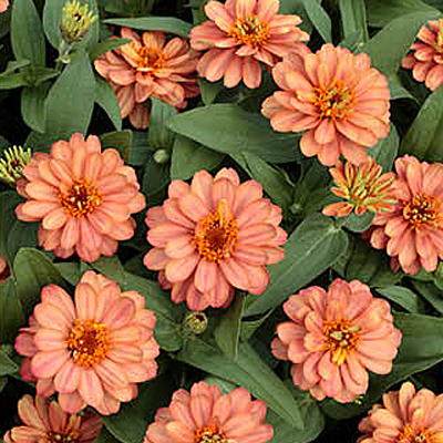 Zinnia 'Profusion Double Deep Salmon'