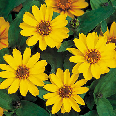Zinnia 'Profusion Yellow'