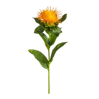 Pincushion Protea Spray - Orange