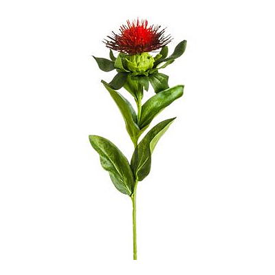 Pincushion Protea Spray - Red