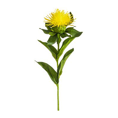 Pincushion Protea Spray - Yellow