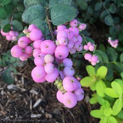 Symphoricarpos x 'Proud Berry'