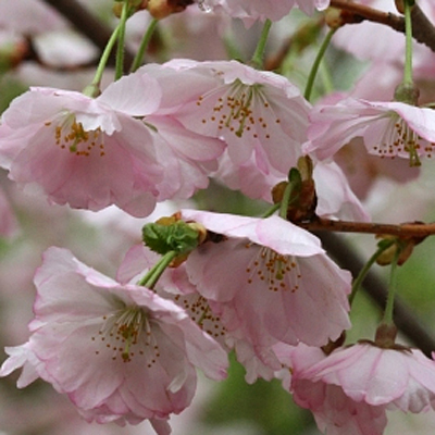Prunus x 'Accolade'