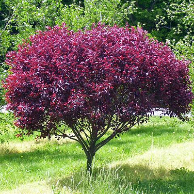 Prunus x cistena